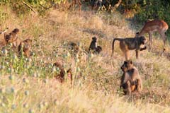 Baboon Friends